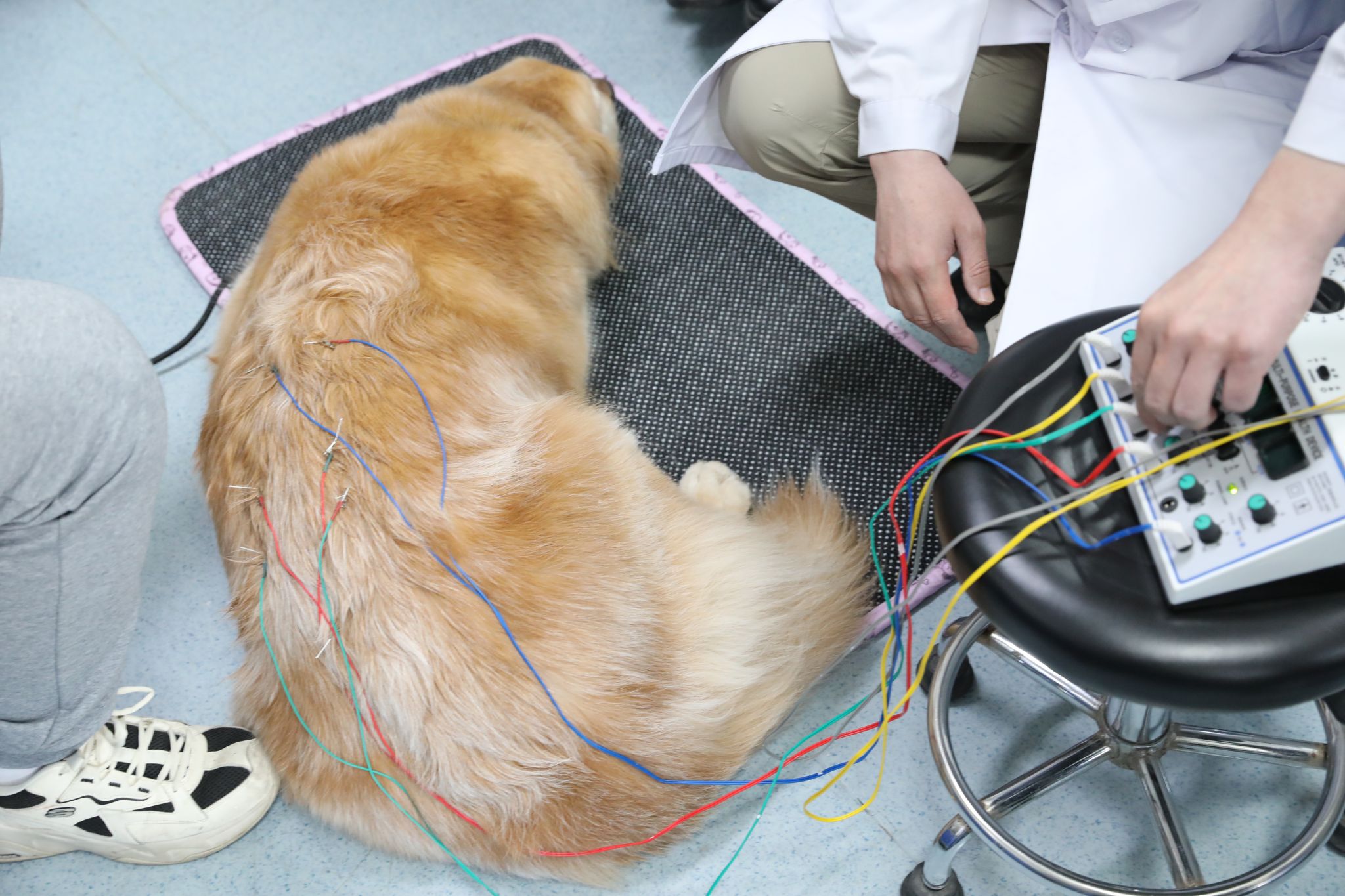 动科学院充分发挥专业优势 持续守护导盲犬健康「相关图片」